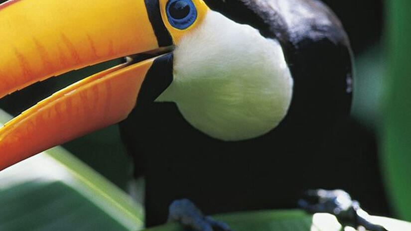 Immagine tratta da Amazzonia