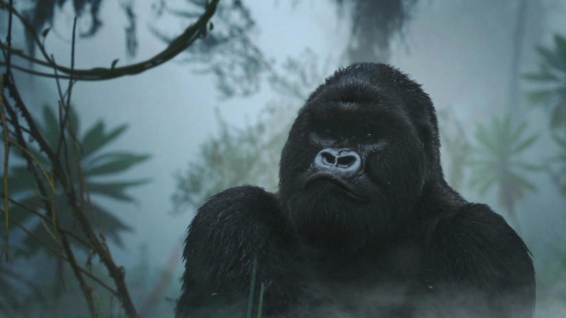 Immagine tratta da A Gorilla Story: l'incontro di David Attenborough