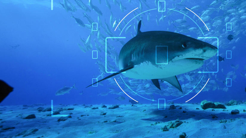 Immagine tratta da All the Sharks: in cerca di squali