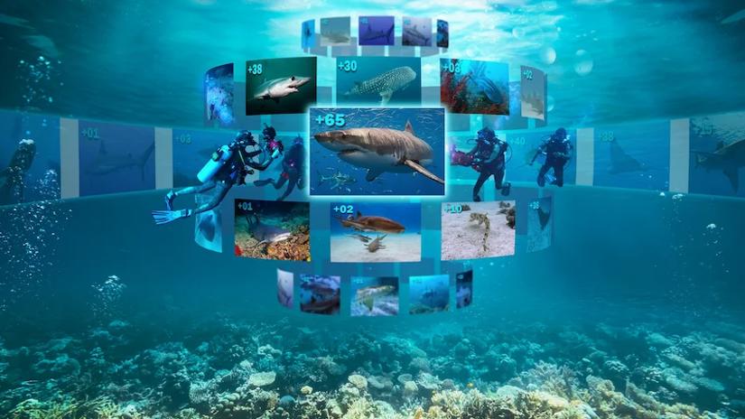 Immagine tratta da All the Sharks: in cerca di squali