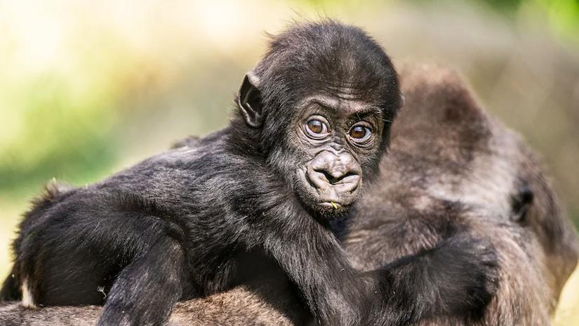 Immagine tratta da Baby Gorilla Cam