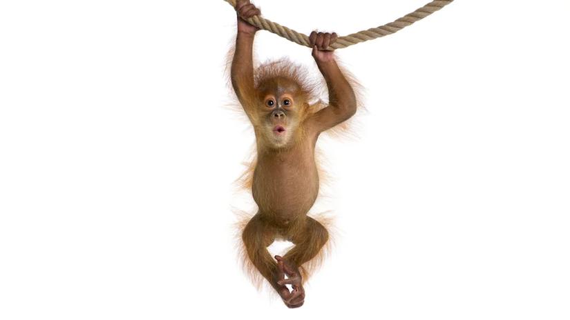 Immagine tratta da Baby Animal Cam