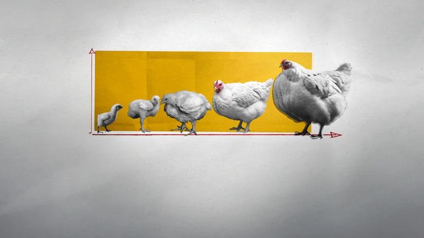 Immagine tratta da Big Chicken: il complotto del fast food