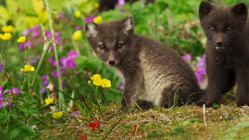 Immagine tratta da Cuccioli nella natura