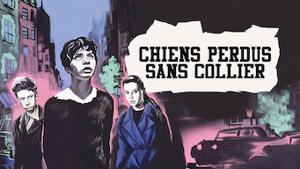 Cani perduti senza collare