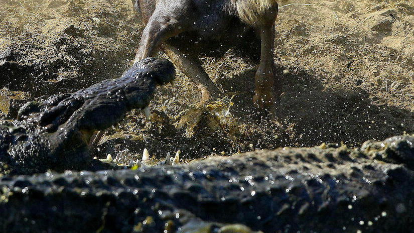 Immagine tratta da Coccodrilli: la vita di rettili primordiali