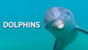 Delfini