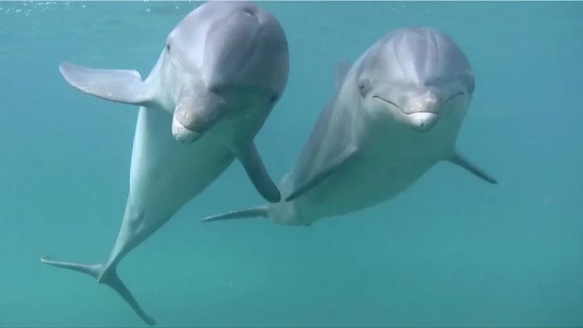 Immagine tratta da Delfini Immagine tratta da Delfini