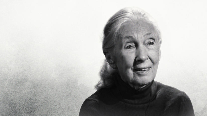 Immagine tratta da Dr. Jane Goodall: Le ultime parole famose