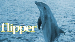 Flipper