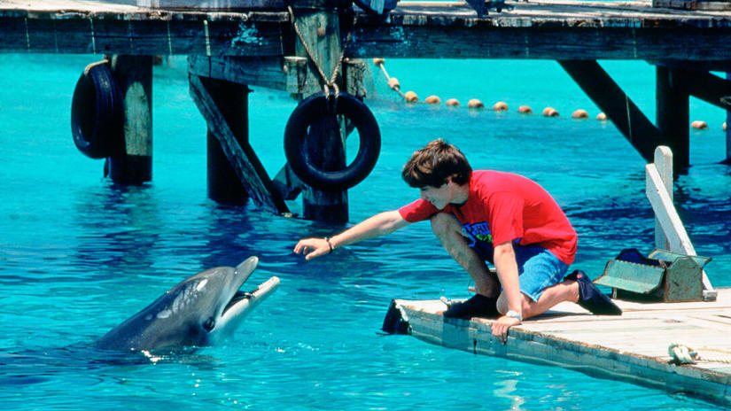 Immagine tratta da Flipper