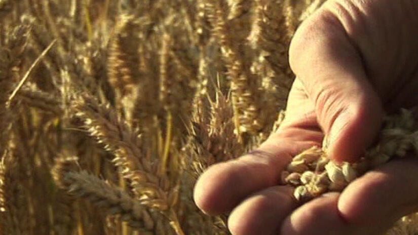 Immagine tratta da Food Matters