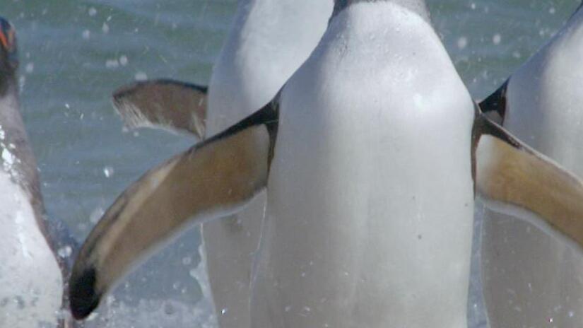 Immagine tratta da Frozen Planet