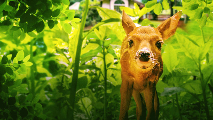 Immagine tratta da Giardino selvatico: la natura che ci circonda