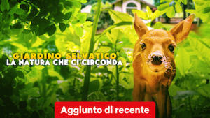 Giardino selvatico: la natura che ci circonda