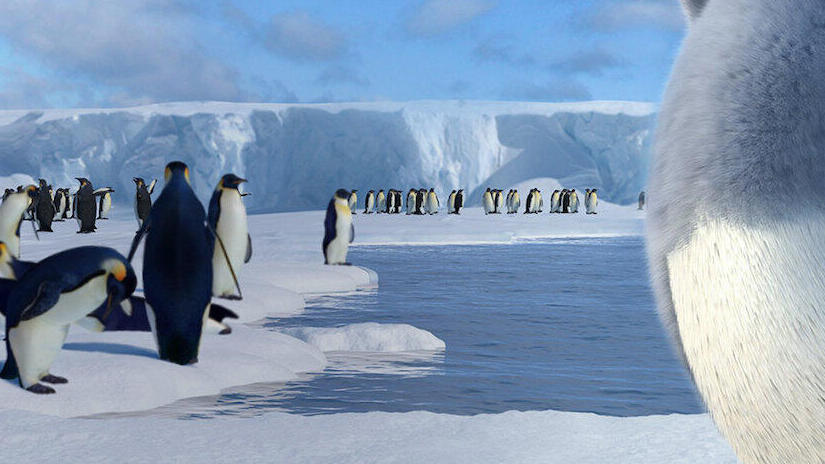 Immagine tratta da Happy Feet