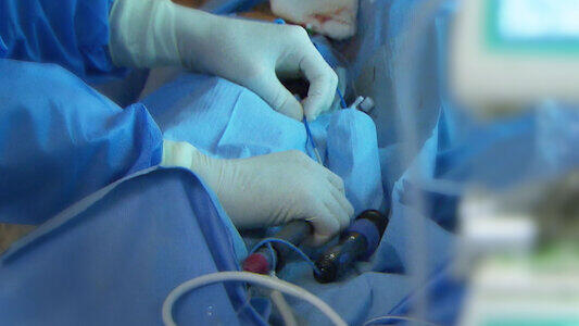 Immagine tratta da Human Hearts: The Engine of Life