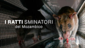 I ratti sminatori del Mozambico
