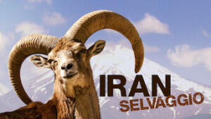 Iran selvaggio