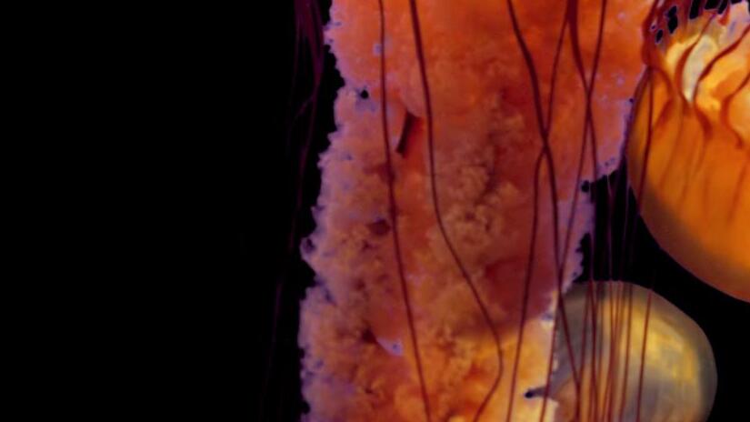 Immagine tratta da Jellies