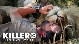 Killer IQ: Lion vs. Hyena