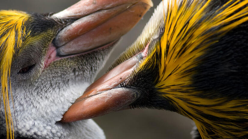 Immagine tratta da Le meraviglie del Sud Pacifico