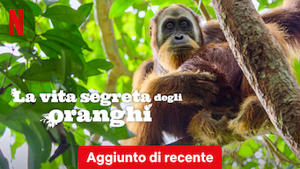 La vita segreta degli oranghi