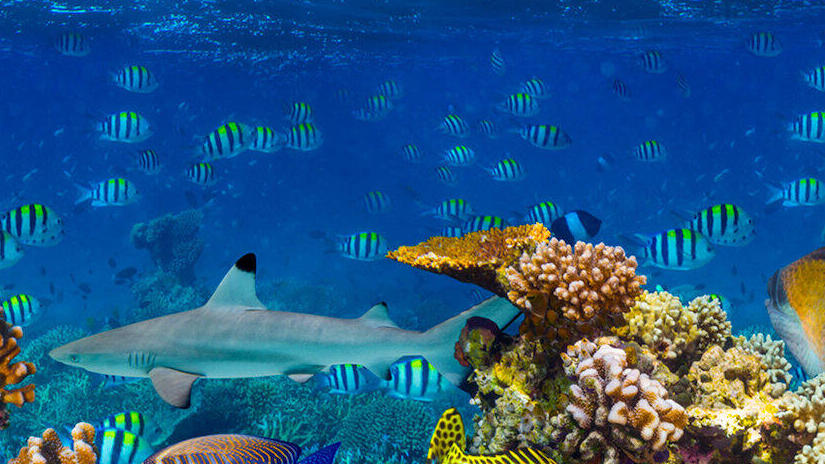 Immagine tratta da Le magie della barriera corallina: le isole di Raja Ampat