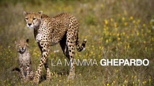 La mamma ghepardo