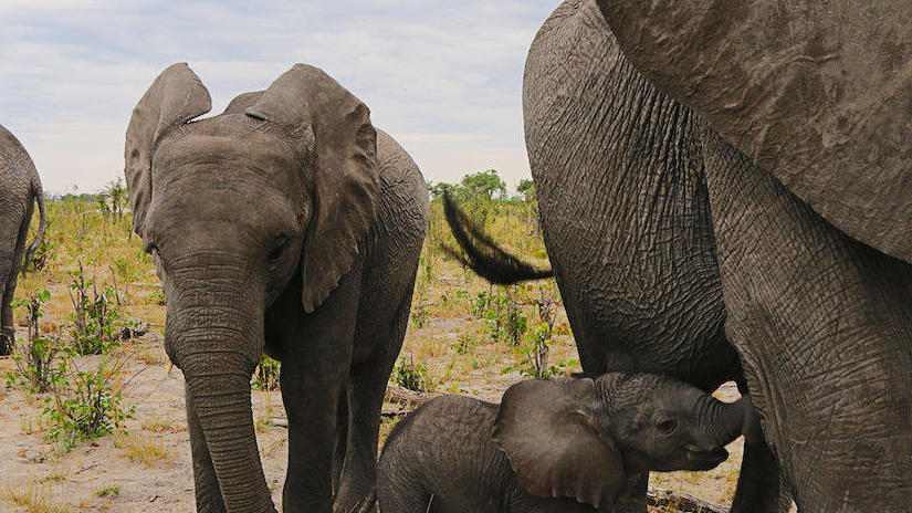 Immagine tratta da Naledi: A Baby Elephant's Tale