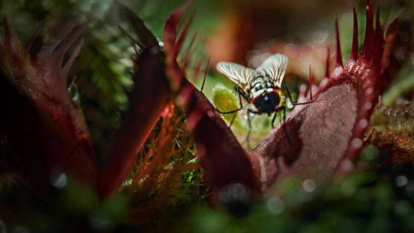 Immagine tratta da Nightmares of Nature: il lato oscuro della natura