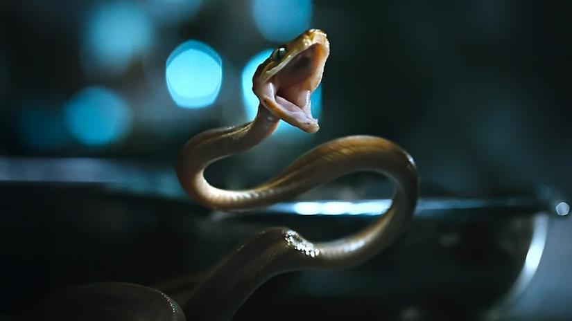 Immagine tratta da Nightmares of Nature: il lato oscuro della natura