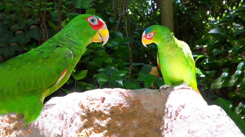 Immagine tratta da Our Nature