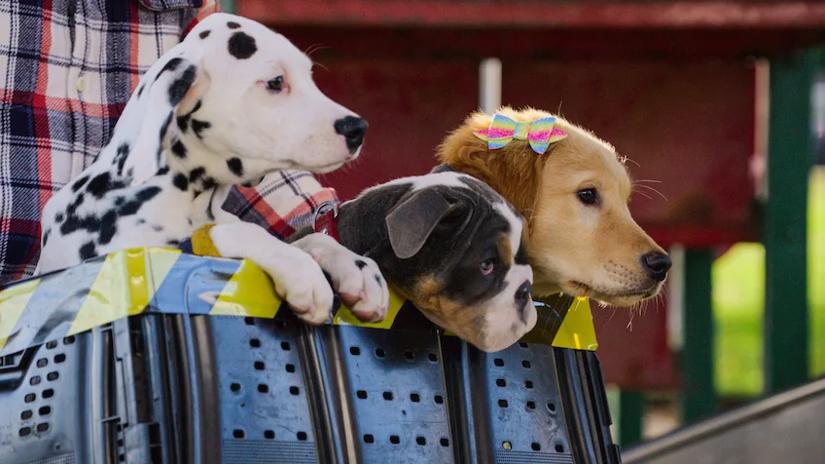 Immagine tratta da Phantom Pups - Cuccioli fantasma