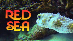 Red Sea