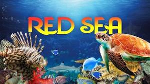 Red Sea