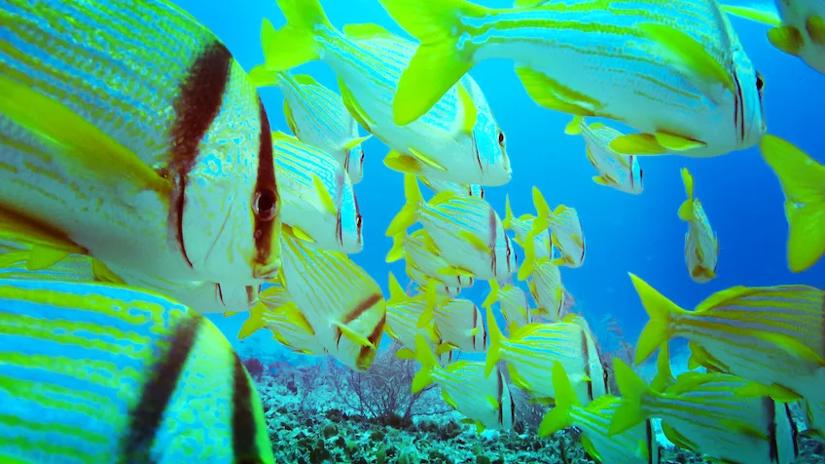Immagine tratta da Red Sea