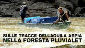 Sulle tracce dell'aquila arpia nella foresta pluviale