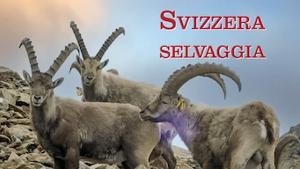 Svizzera selvaggia