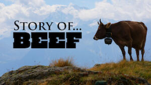 Story of…Beef