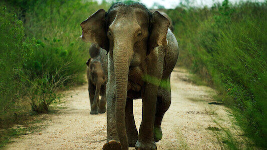 Immagine tratta da Sri Lanka - Island of Hope