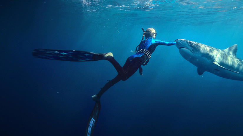 Immagine tratta da Shark Whisperer: nuotando con gli squali