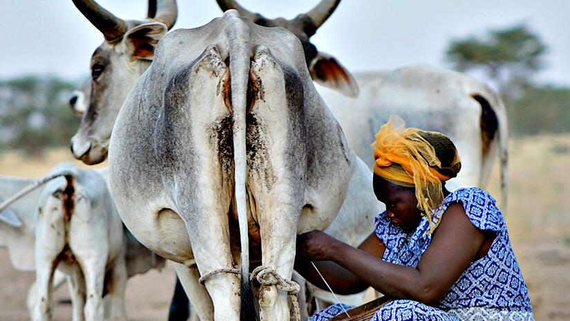 Immagine tratta da The Milk System