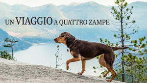 Un viaggio a quattro zampe