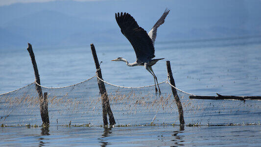 Immagine tratta da Untamed Albania