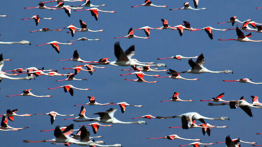 Immagine tratta da Wild Venice